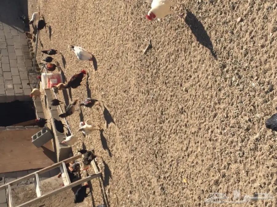 مزرعة دواجن للتقبيل  (image 4)