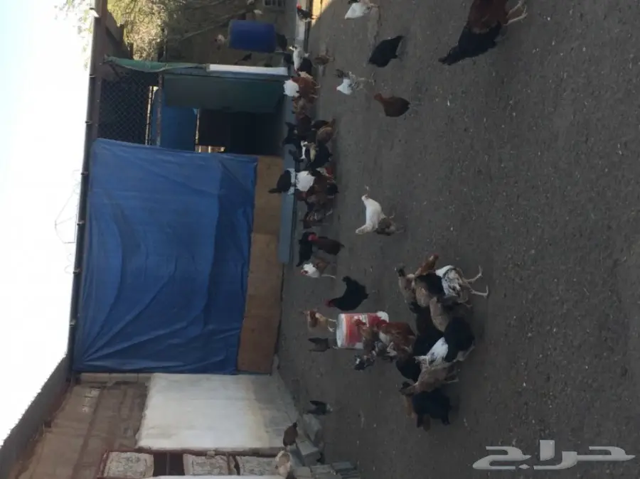 مزرعة دواجن للتقبيل  (image 6)