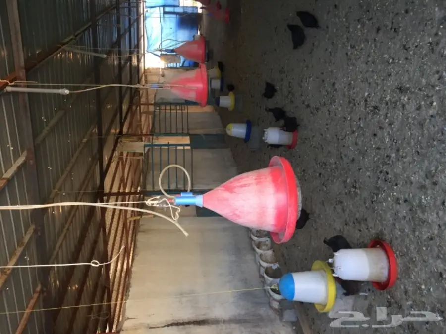 مزرعة دواجن للتقبيل  (image 11)