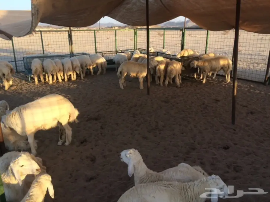 طليان حريه عدد 40 