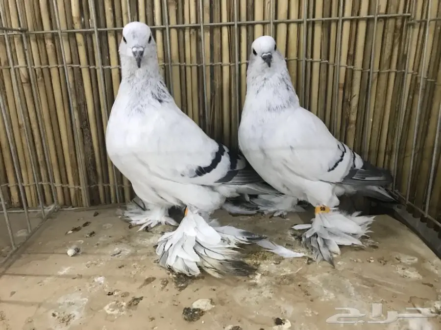 جوز آيس بيجون للبيع 