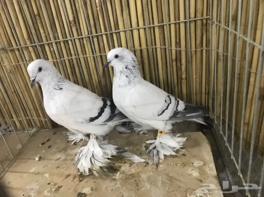 جوز آيس بيجون للبيع  (image 1)