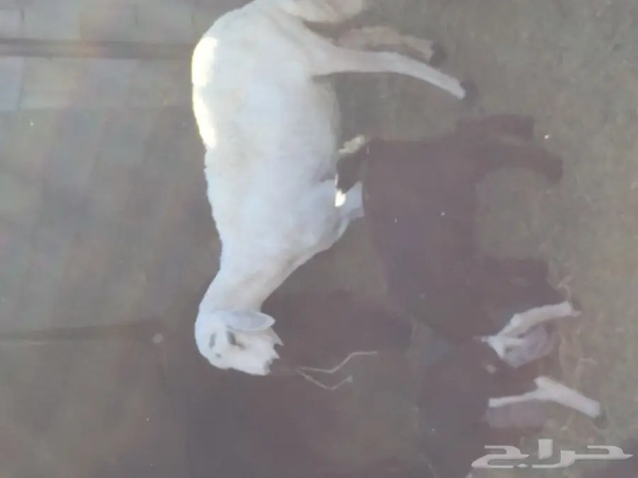 نعاج رائعة مع صغارها - فرصة لا تُفوت!