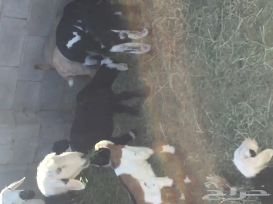 نعاج رائعة مع صغارها - فرصة لا تُفوت! (image 2)