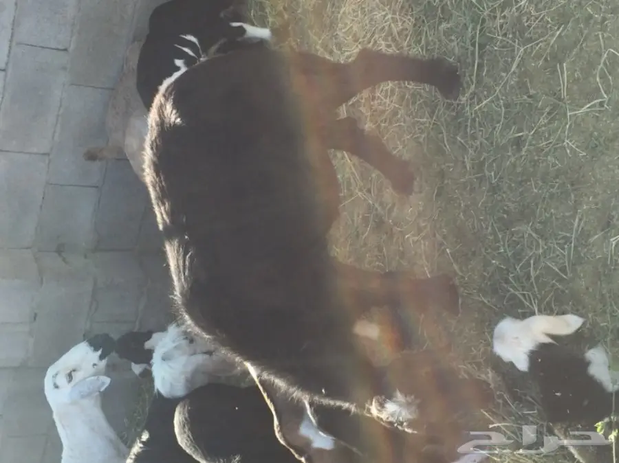 نعاج رائعة مع صغارها - فرصة لا تُفوت! (image 3)