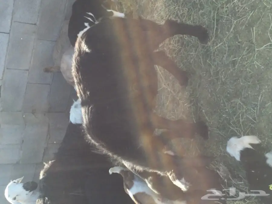 نعاج رائعة مع صغارها - فرصة لا تُفوت! (image 4)