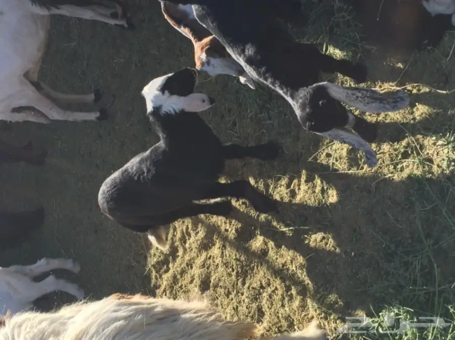 نعاج رائعة مع صغارها - فرصة لا تُفوت! (image 5)