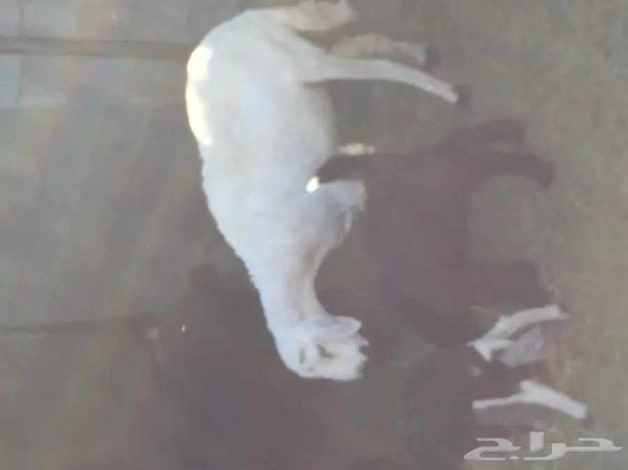 نعاج رائعة مع صغارها - فرصة لا تُفوت! (image 6)