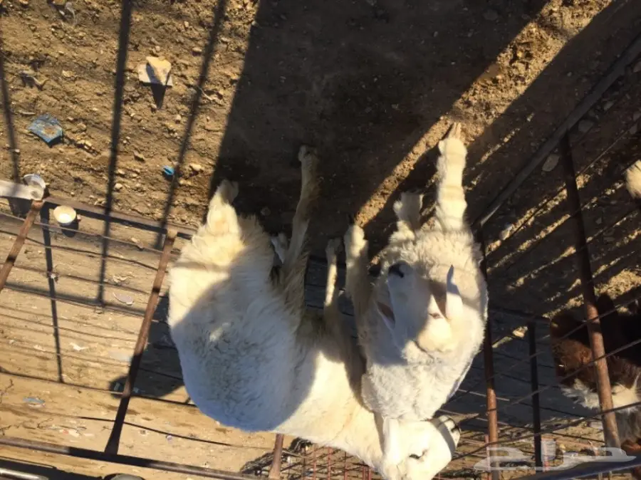 طلي جذع للبيع سنح 