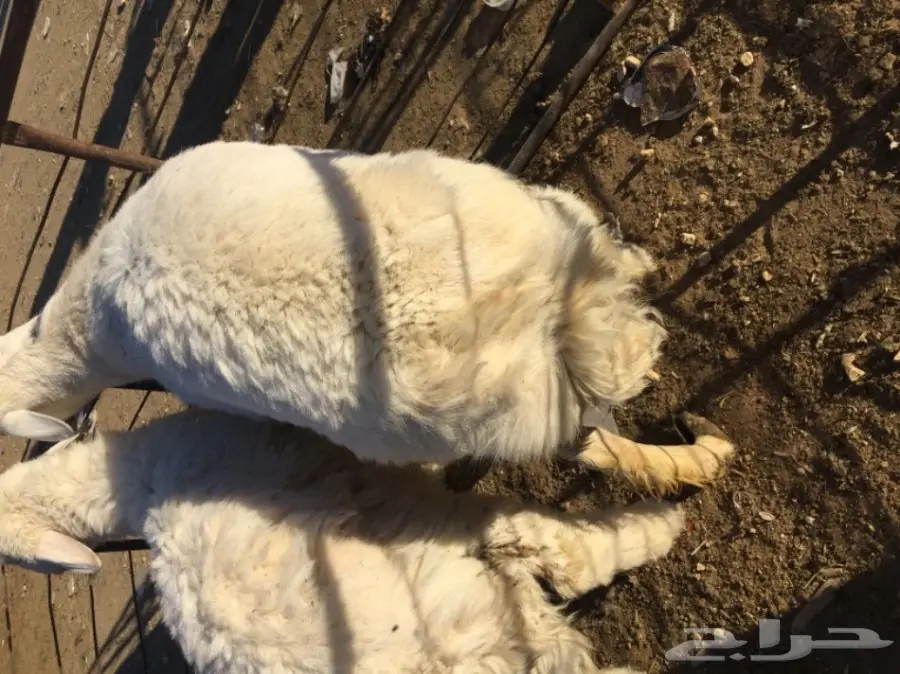 طلي جذع للبيع سنح  (image 1)