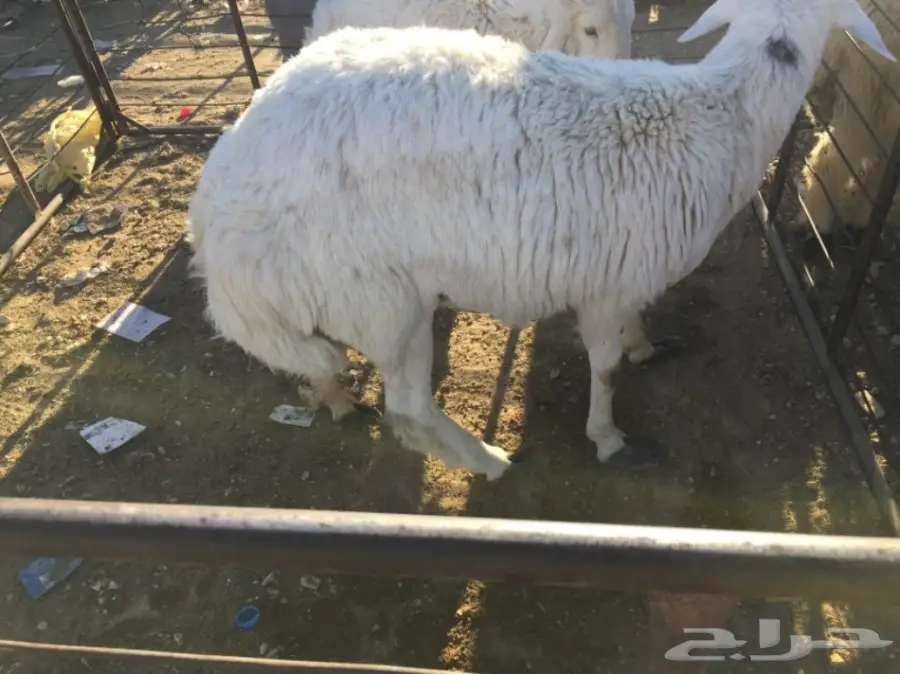 طلي جذع للبيع سنح  (image 2)