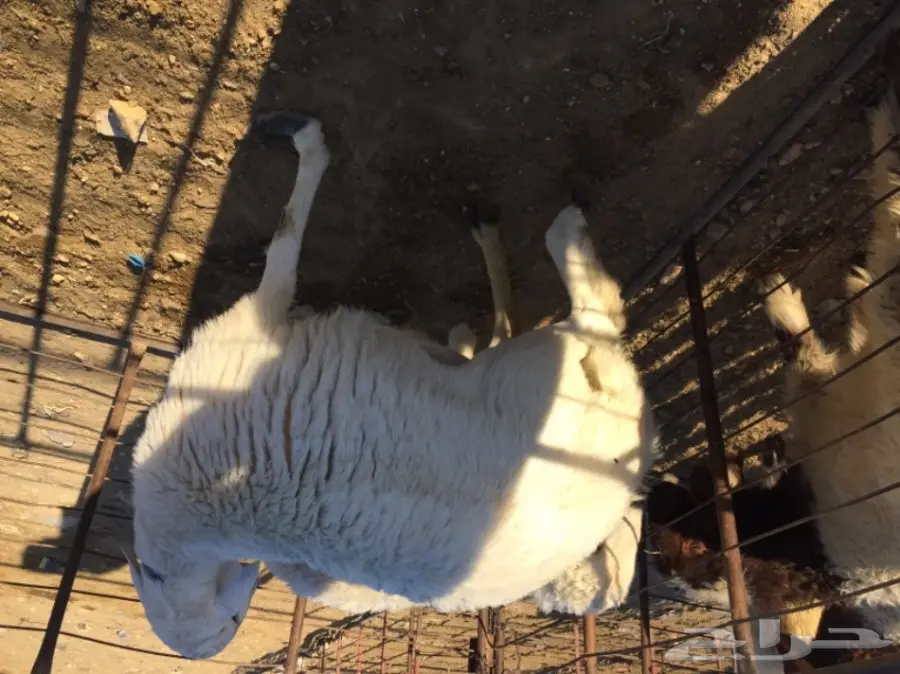 طلي جذع للبيع سنح  (image 3)