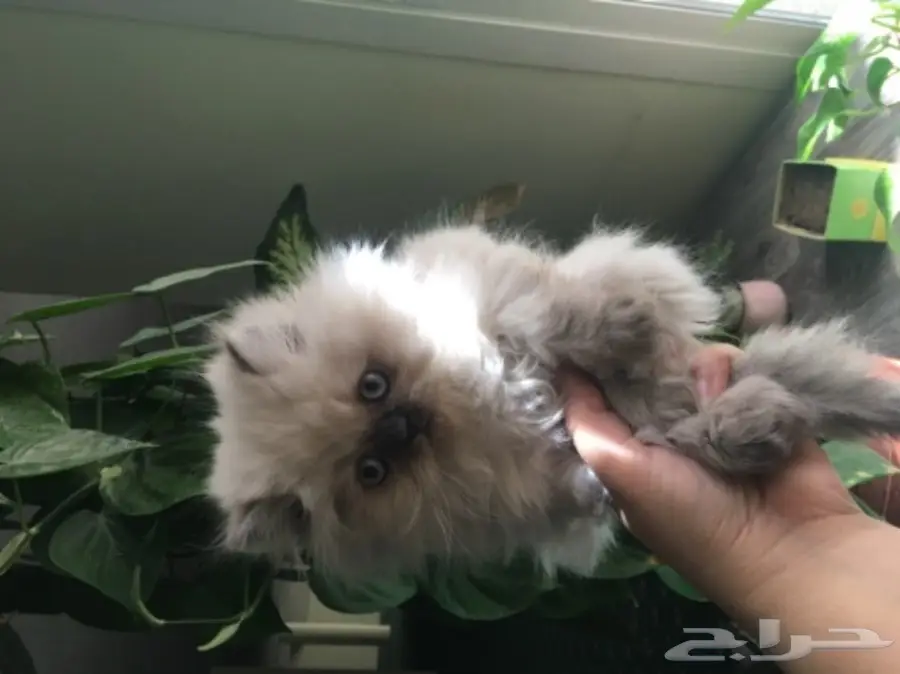 أجمل كيتن همالايا للبيع ب 800 ريال للواحد  (image 1)