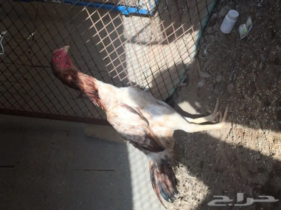 دجاج باكستاني