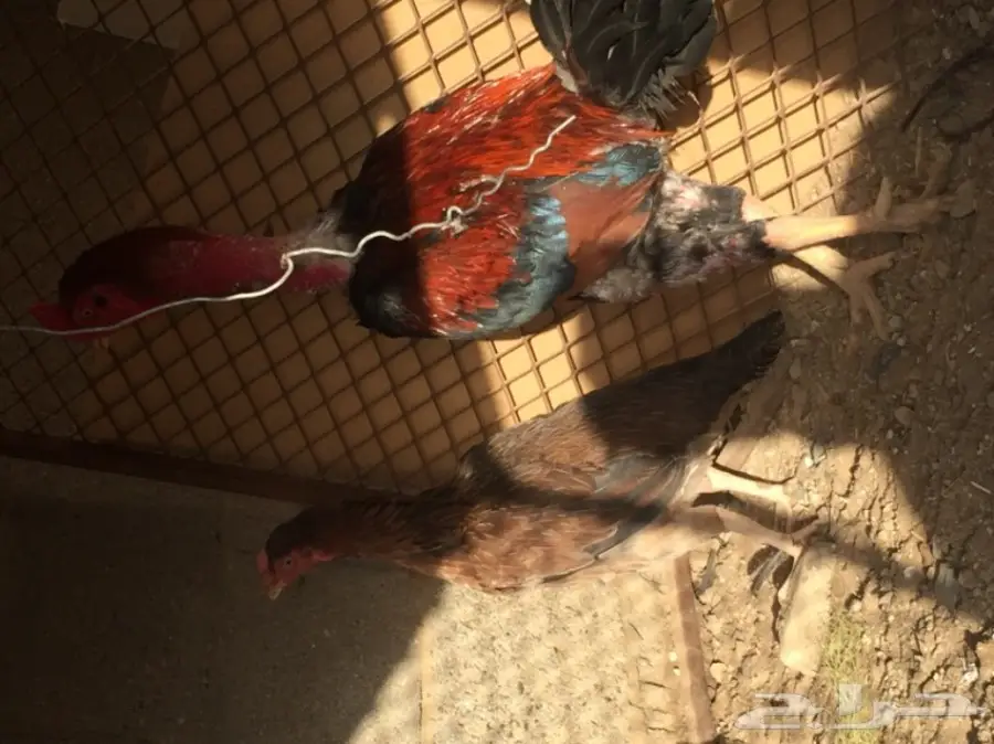 دجاج باكستاني (image 1)