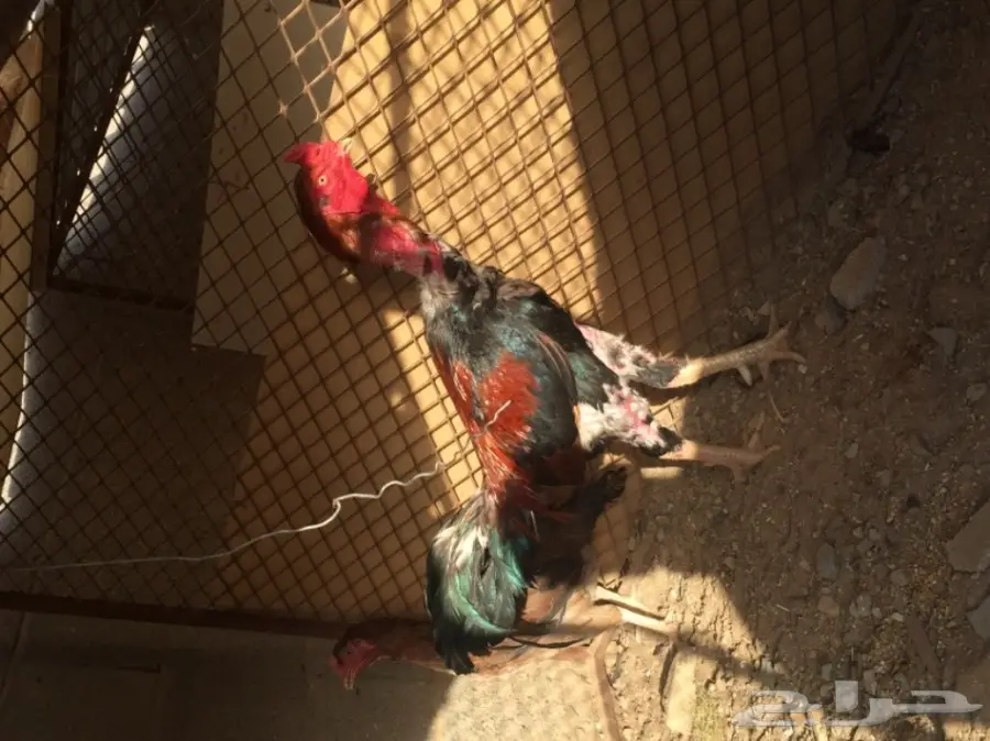 دجاج باكستاني (image 2)