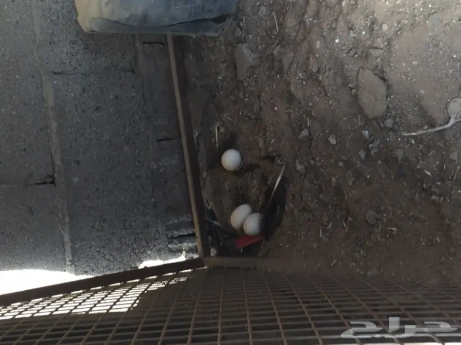 دجاج باكستاني (image 3)