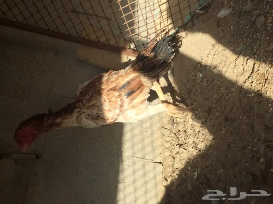 دجاج باكستاني (image 4)