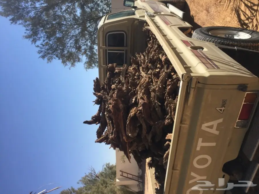 للبيع حطب آرطا 600 ريال