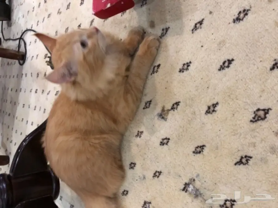 قطط صغيرة للبيع - هدية