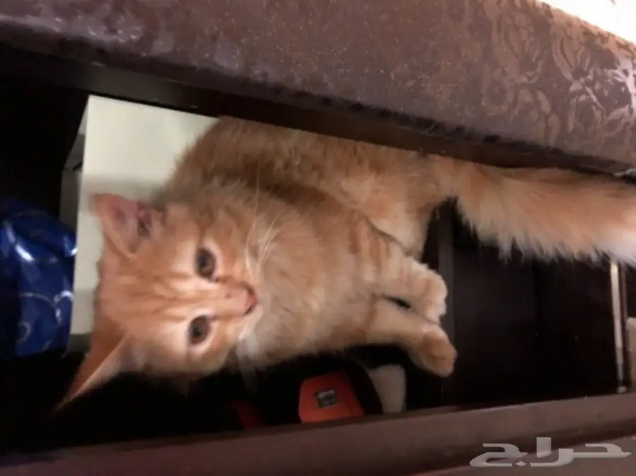 قطط صغيرة للبيع - هدية (image 2)