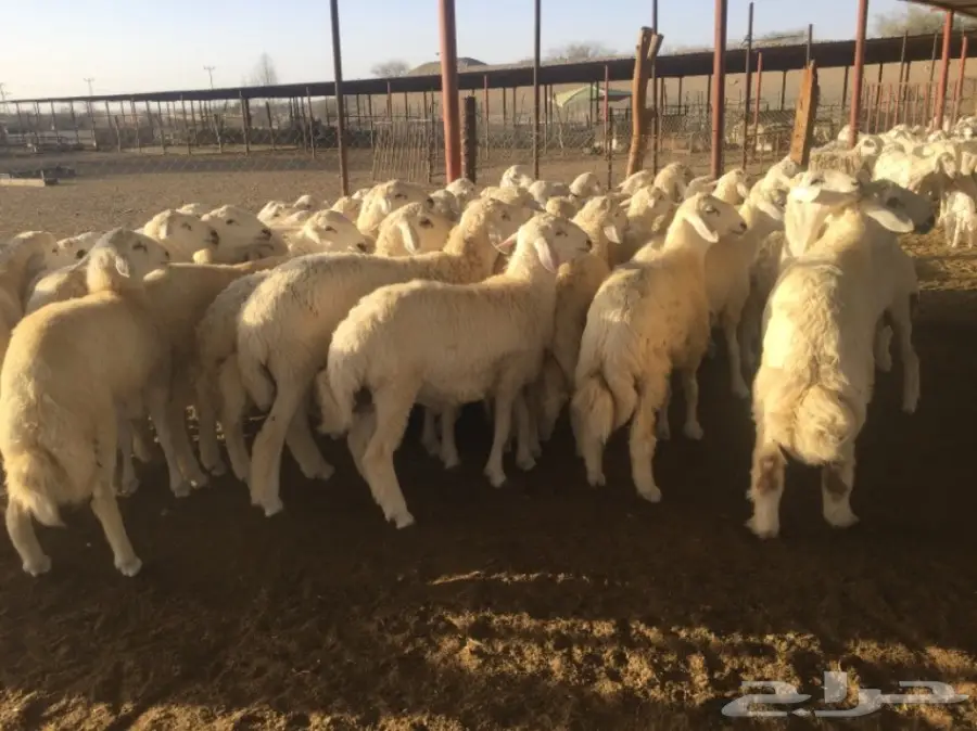 طليان جبره50راس العمر7-8شهور