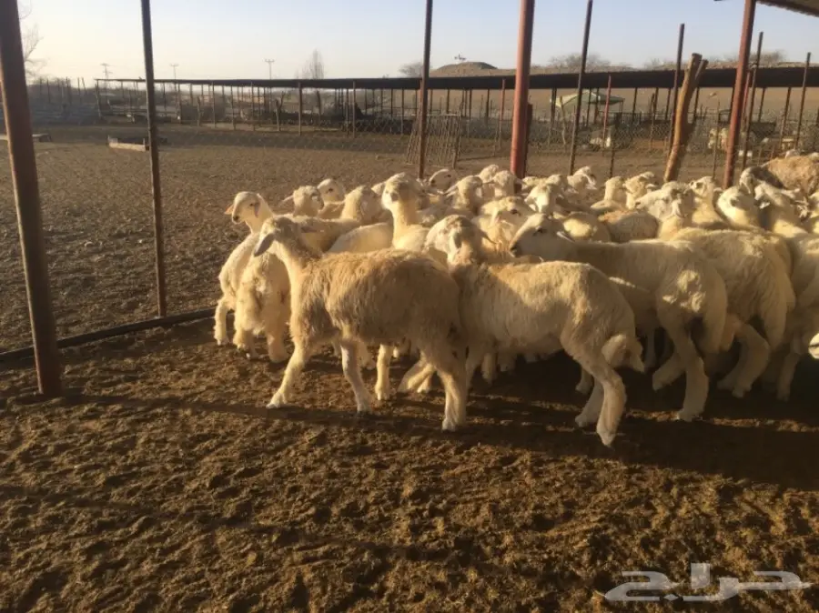 طليان جبره50راس العمر7-8شهور (image 1)