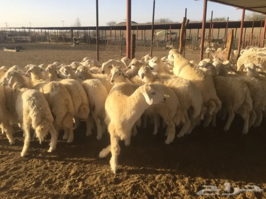 طليان جبره50راس العمر7-8شهور (image 2)