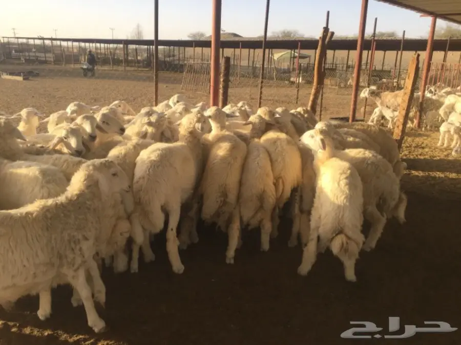 طليان جبره50راس العمر7-8شهور (image 3)