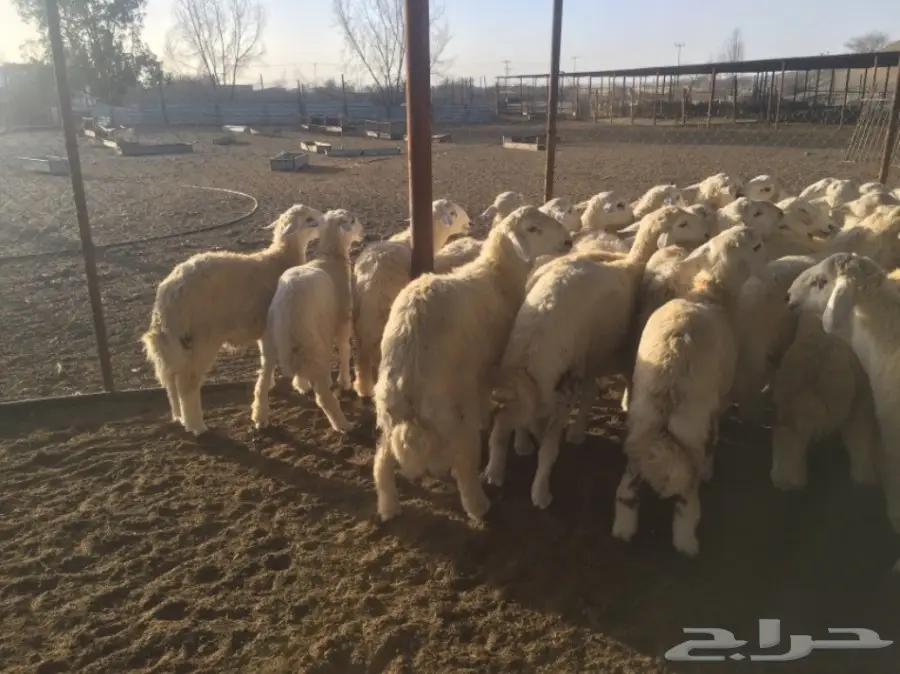 طليان جبره50راس العمر7-8شهور (image 5)