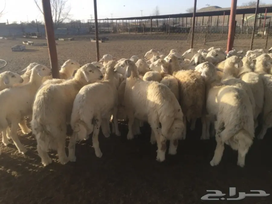 طليان جبره50راس العمر7-8شهور (image 6)