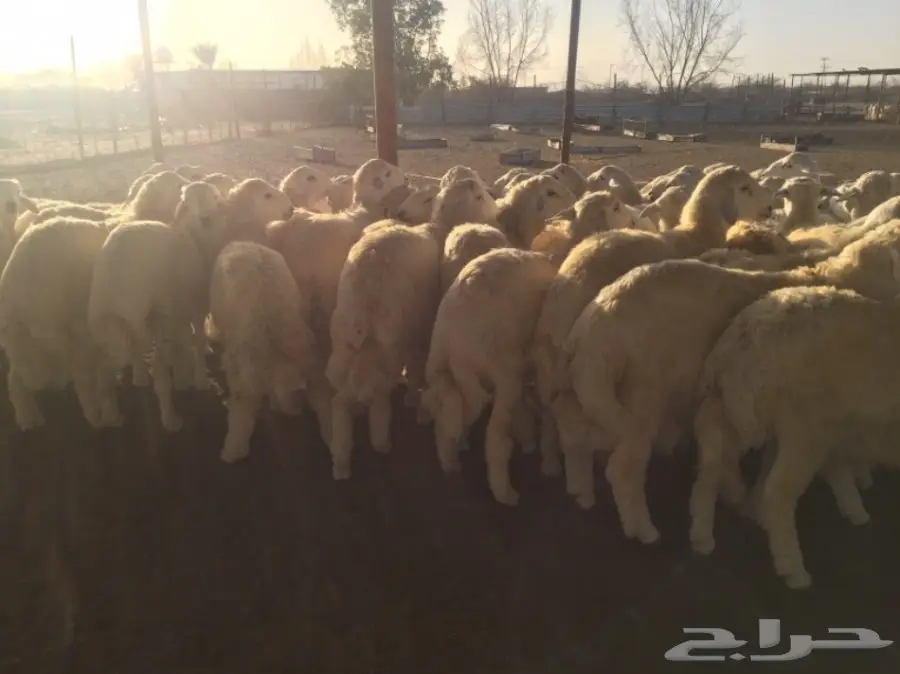 طليان جبره50راس العمر7-8شهور (image 7)