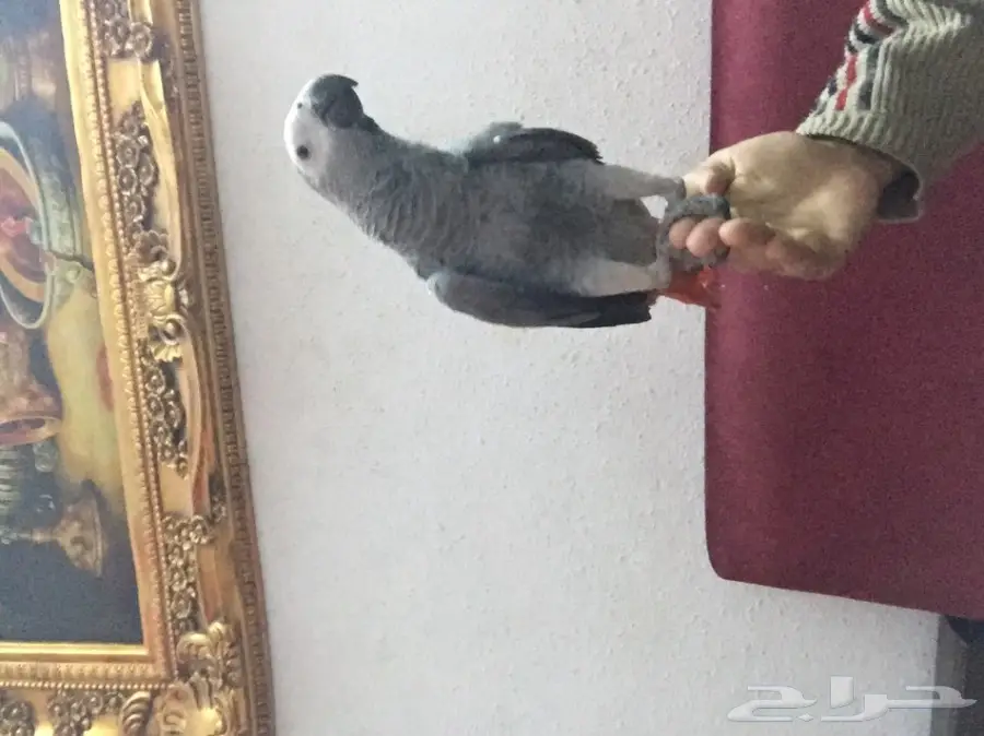 كاسكو صيد للبيع حمامه