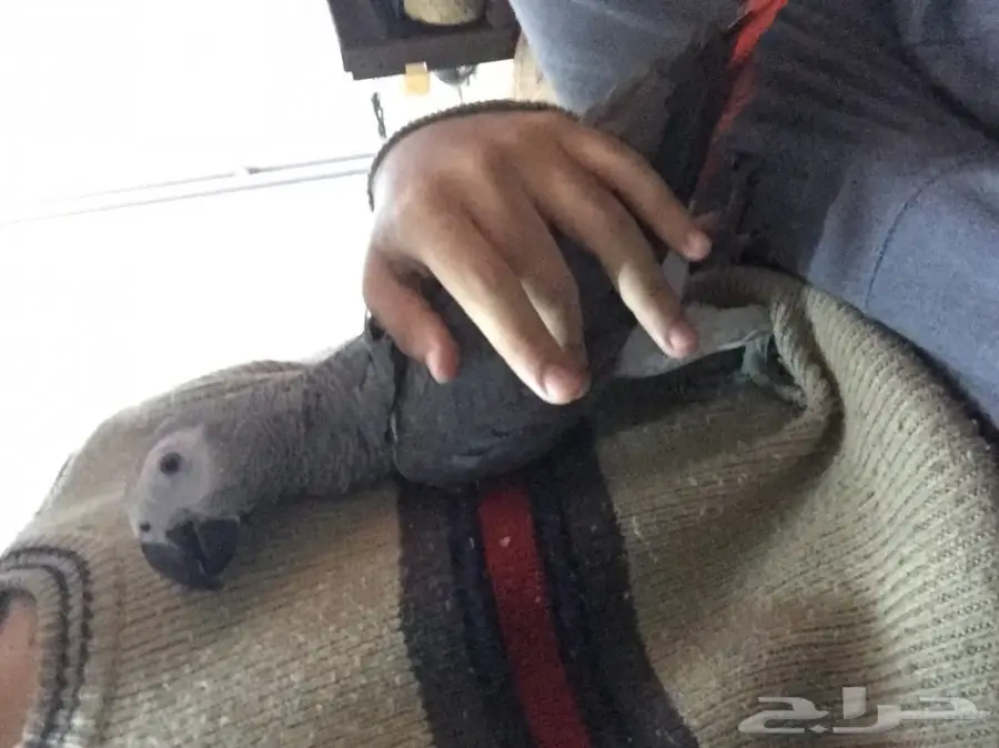 كاسكو صيد للبيع حمامه (image 1)