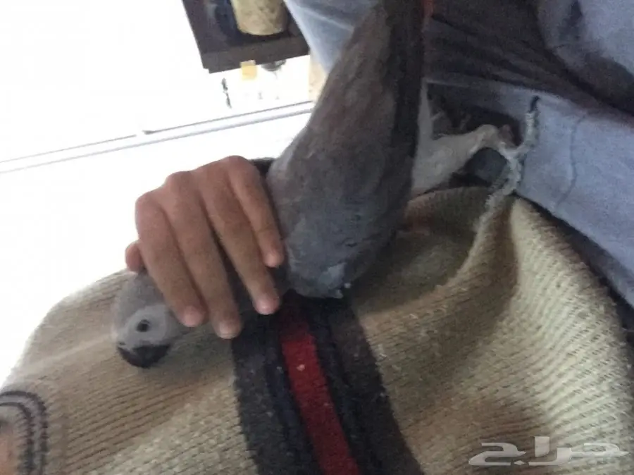 كاسكو صيد للبيع حمامه (image 2)