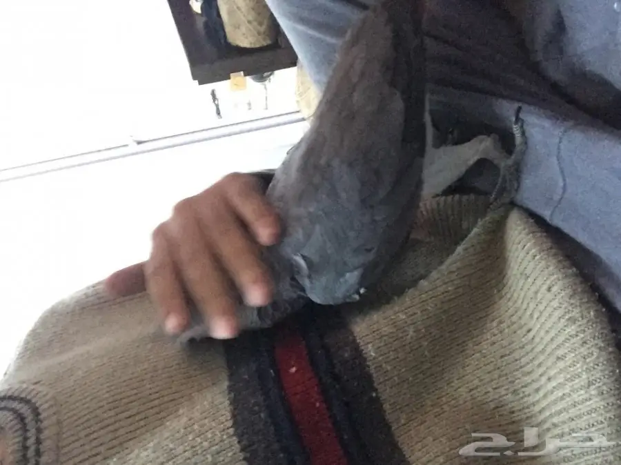 كاسكو صيد للبيع حمامه (image 3)