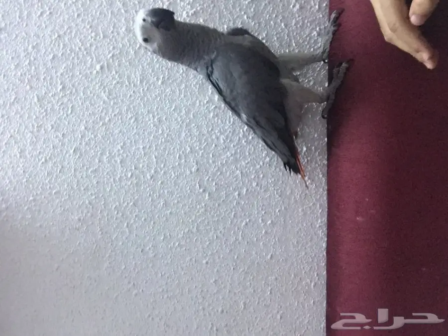 كاسكو صيد للبيع حمامه (image 4)