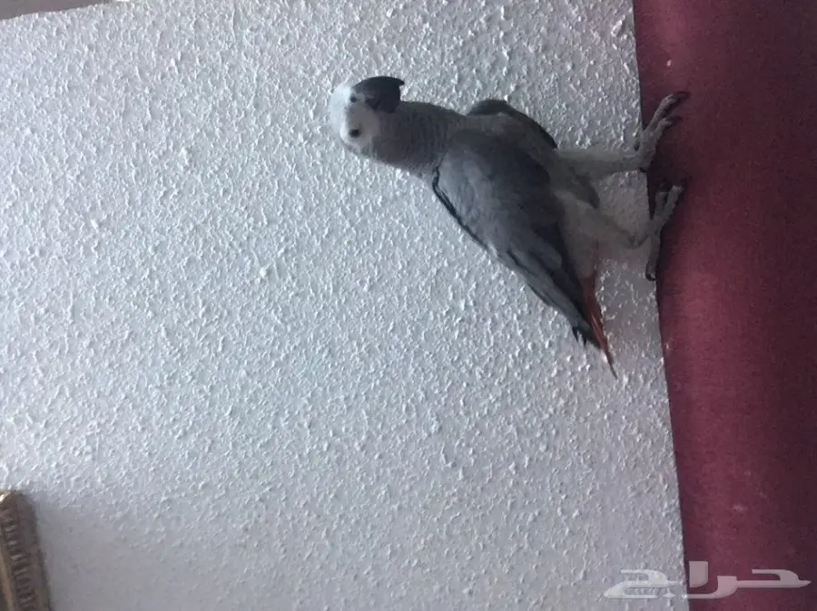 كاسكو صيد للبيع حمامه (image 5)