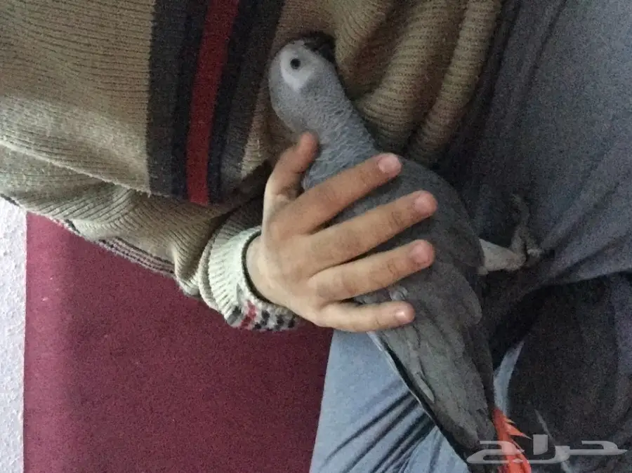 كاسكو صيد للبيع حمامه (image 6)