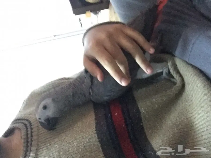 كاسكو صيد للبيع حمامه (image 7)