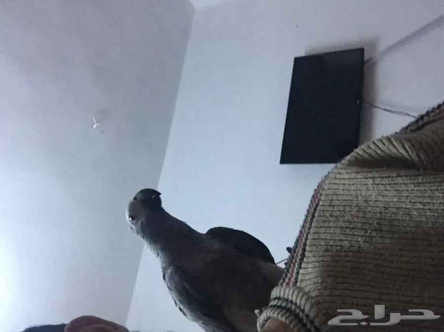 كاسكو صيد للبيع حمامه (image 8)