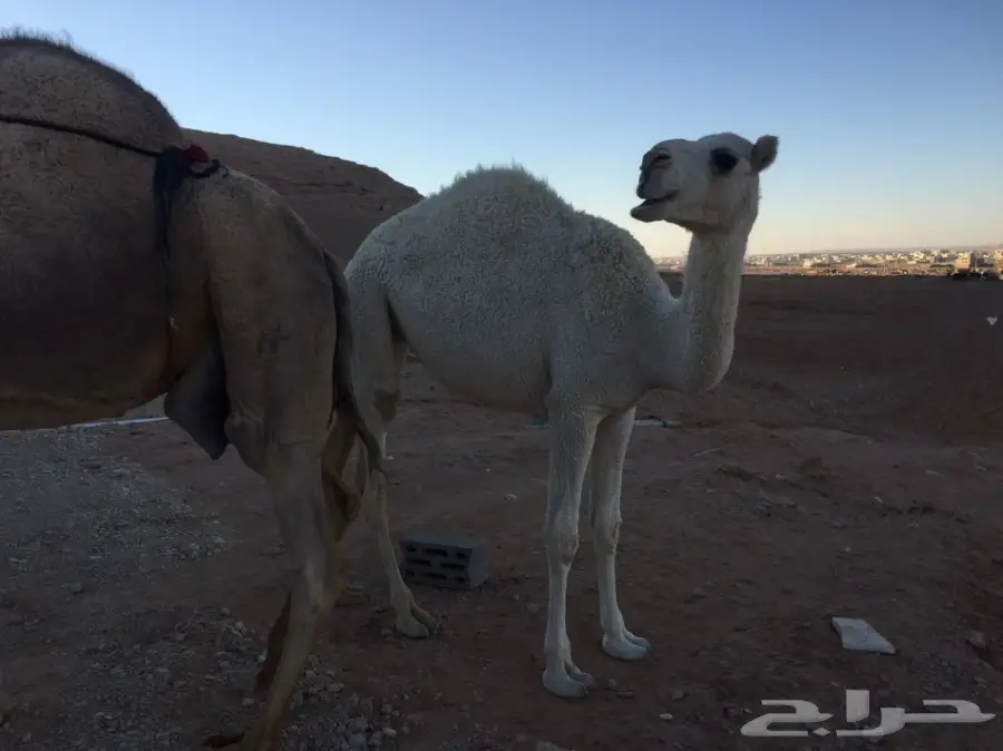 (( للبيع بكرتين حقايق عفر )) (image 1)