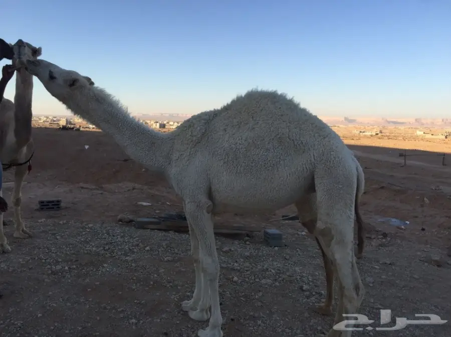 (( للبيع بكرتين حقايق عفر )) (image 2)