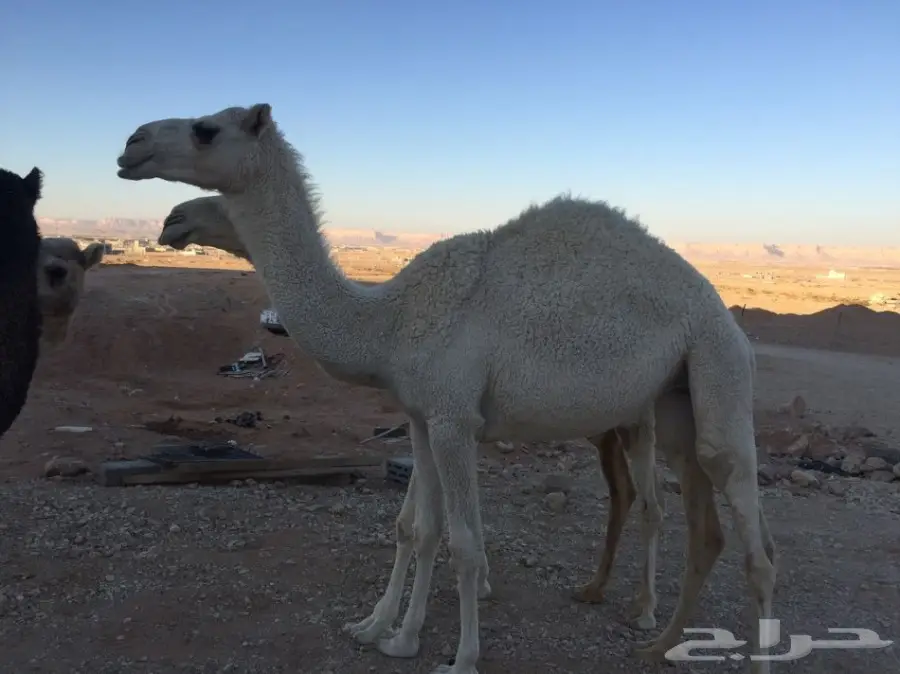 (( للبيع بكرتين حقايق عفر )) (image 4)