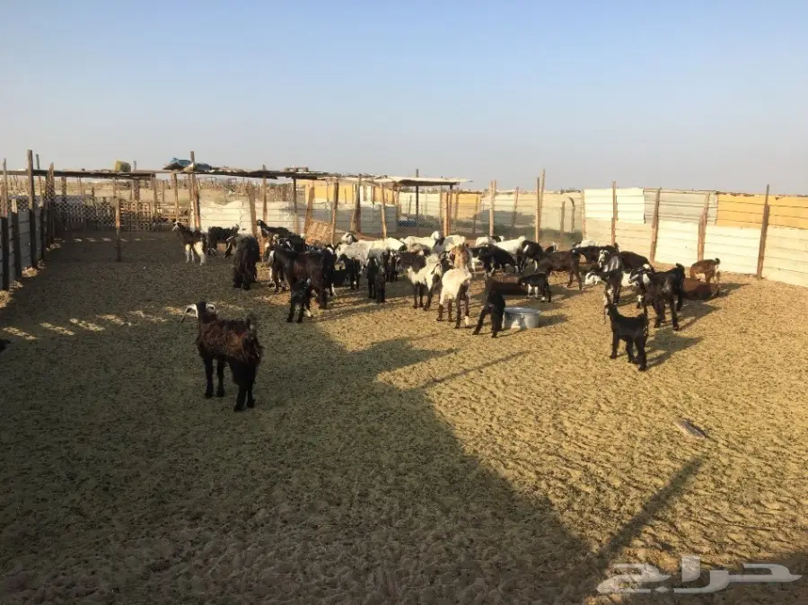 ماعز للبيع (image 1)