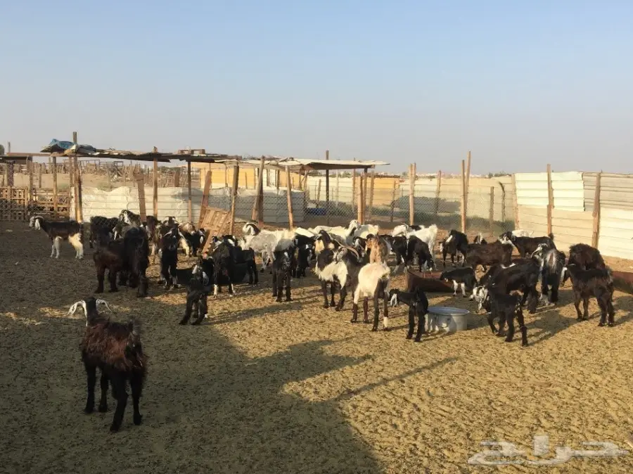 ماعز للبيع (image 2)