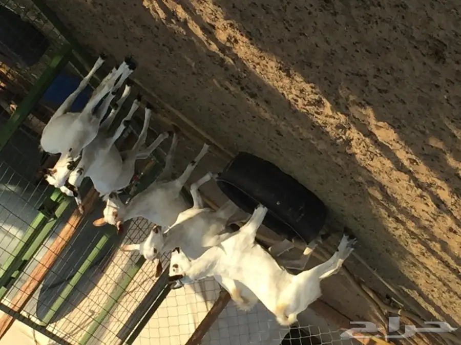 جفار بيشيه  (image 1)