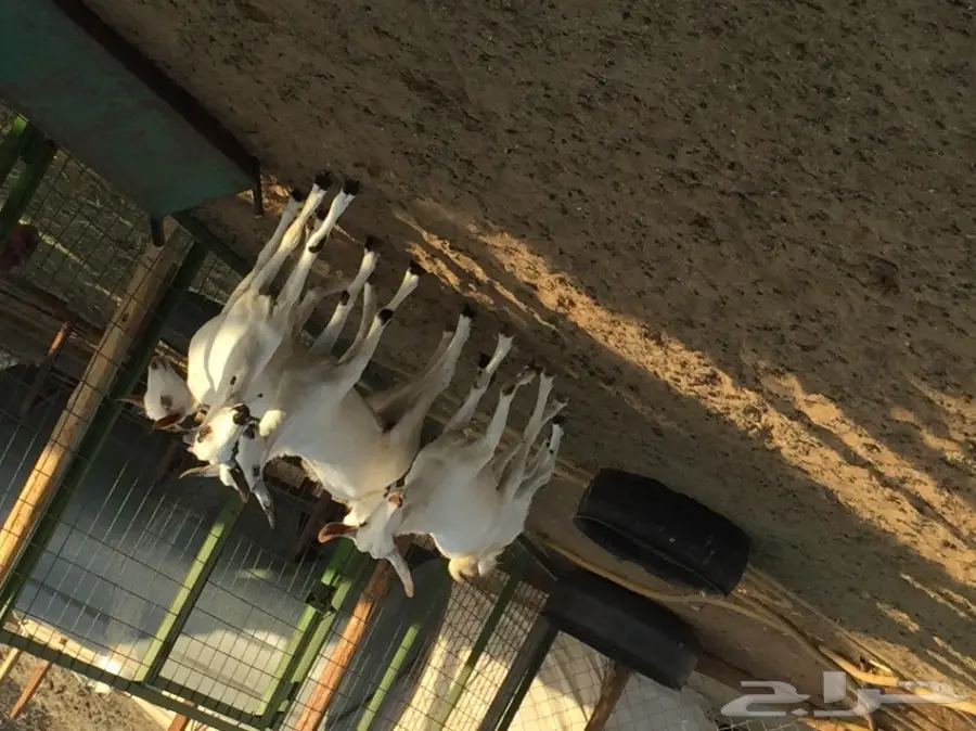 جفار بيشيه  (image 2)