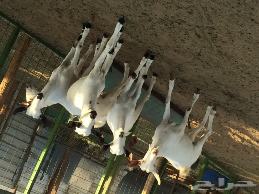 جفار بيشيه  (image 3)