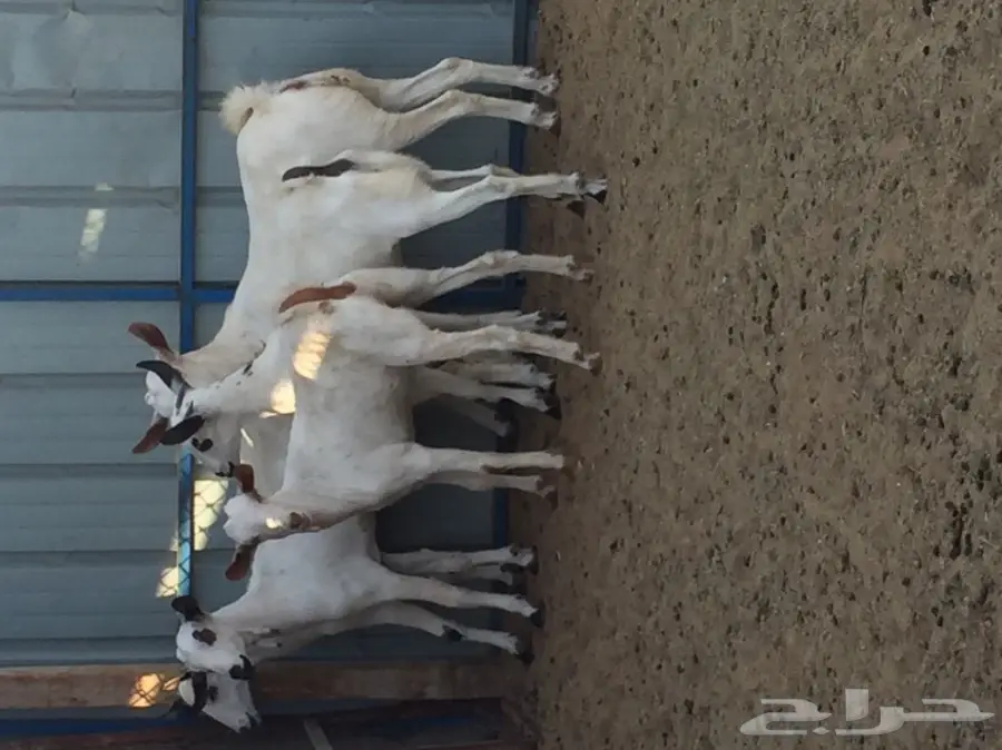 جفار بيشيه  (image 4)